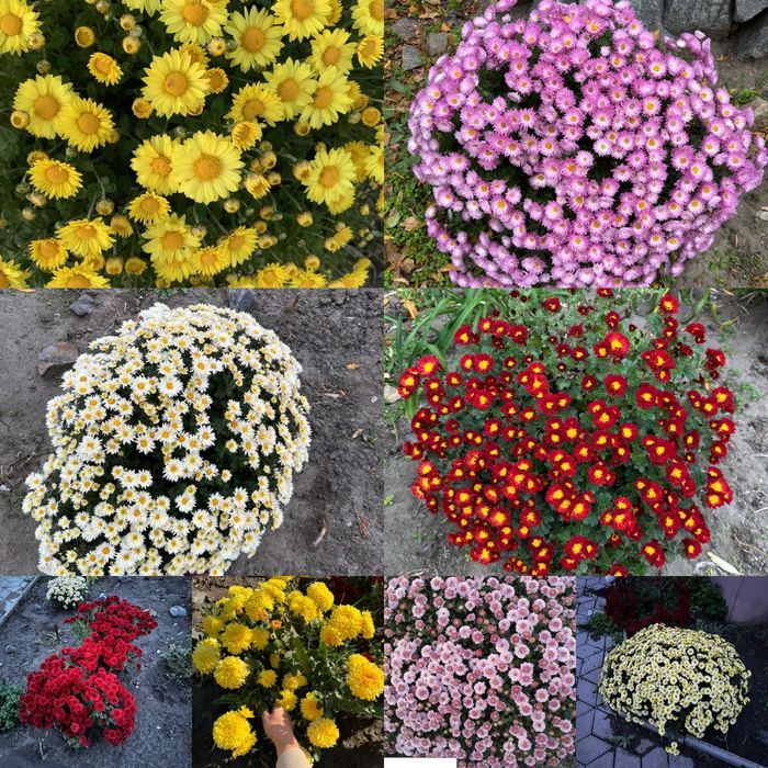 Хризантема  мультифлора