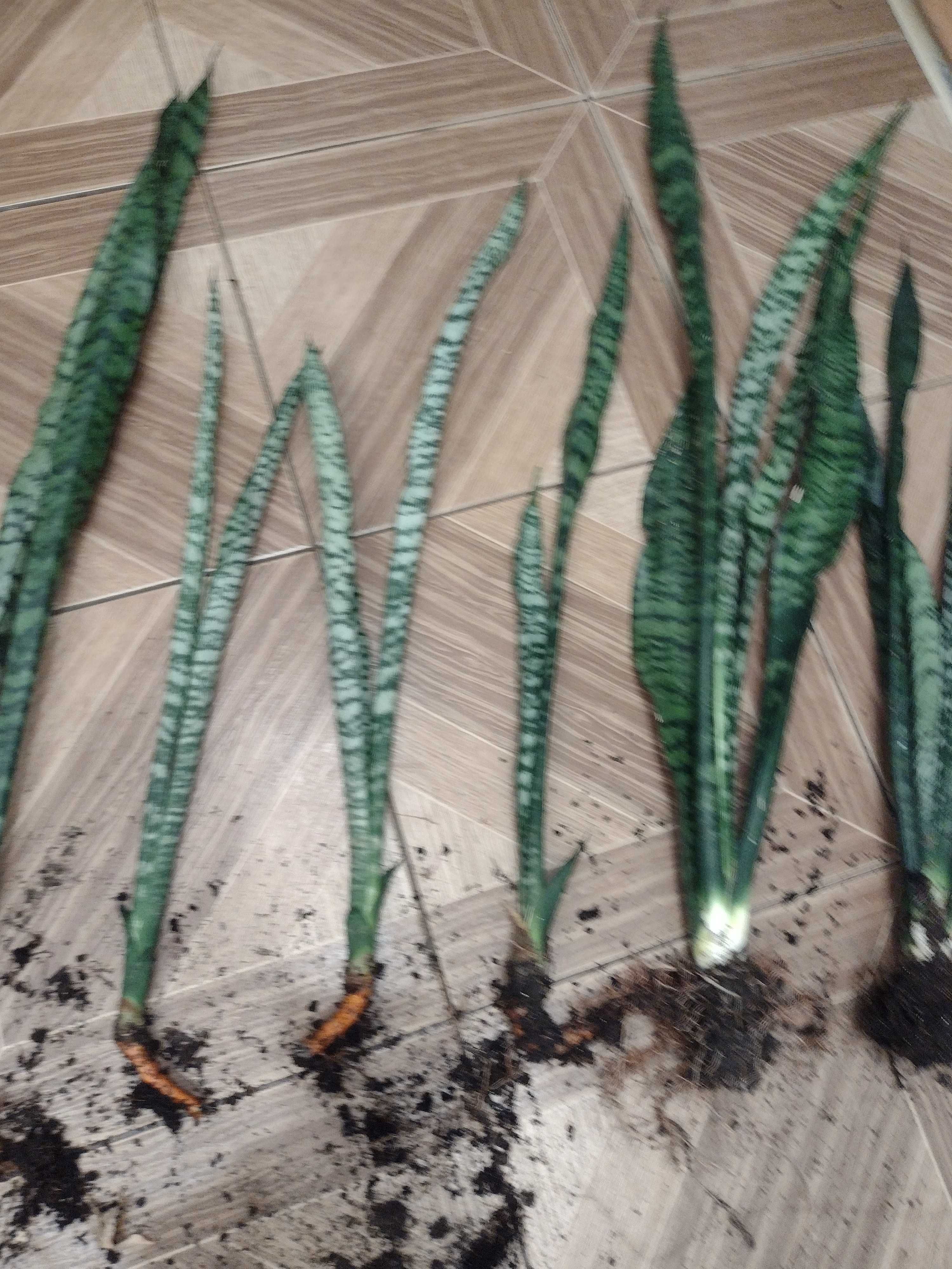 Sansevieria kwiatek doniczkowy 60-90 cm