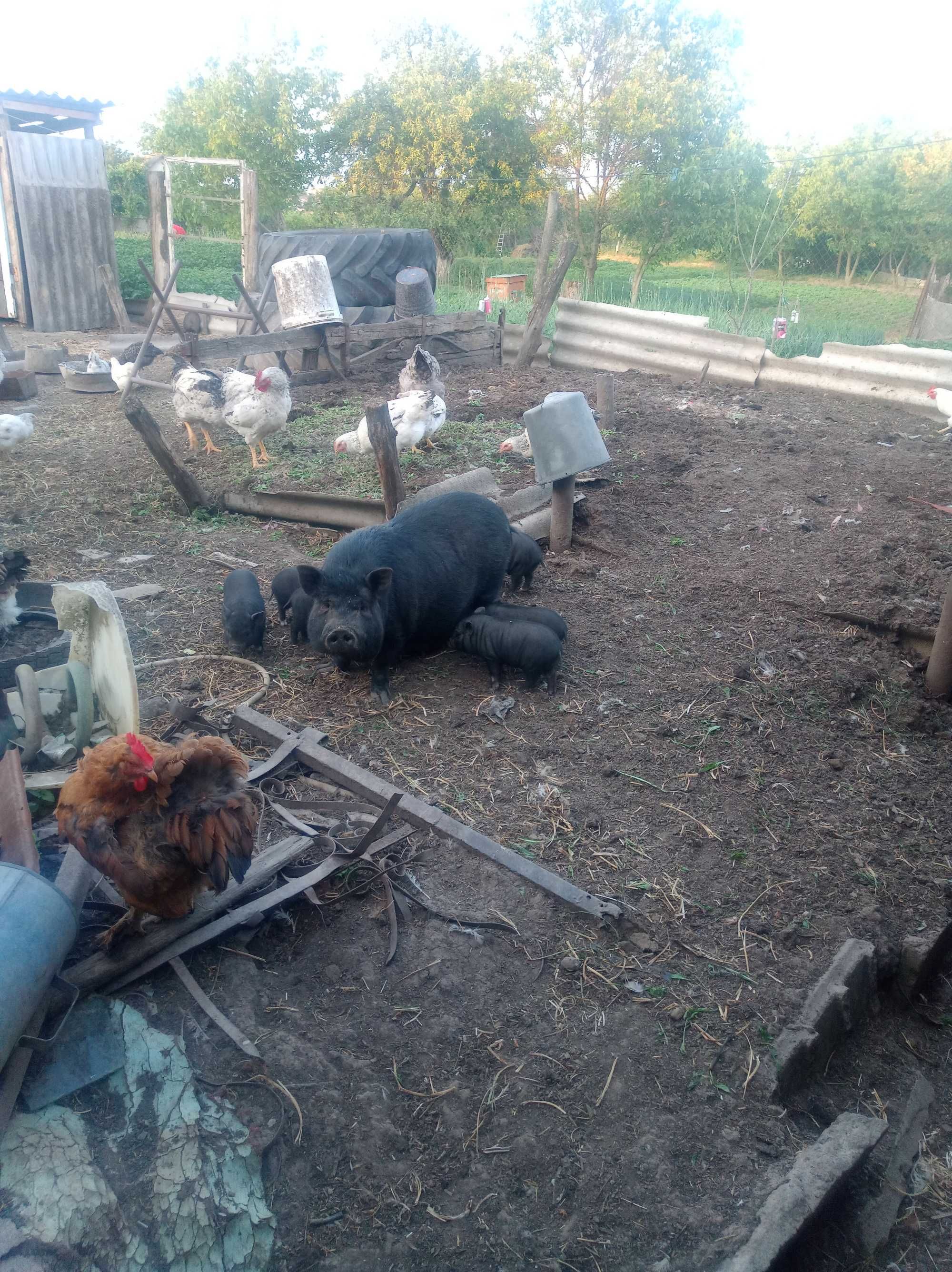 В'єтнамські свині