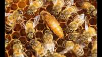 Пчеломатки бджоломатки бакфаст кордован
