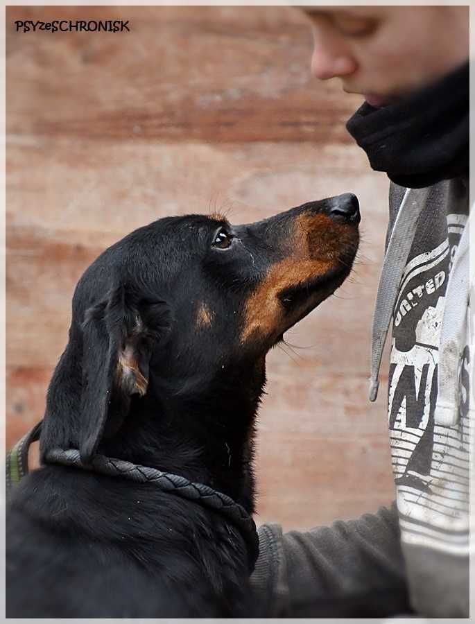 Pokochaj Gajowego- pies do adopcji
