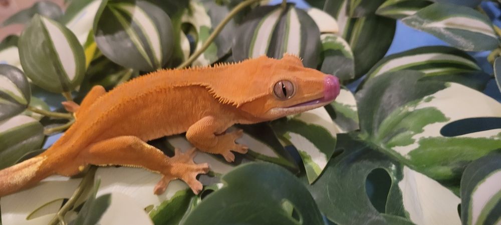 Gekon orzęsiony orange phantom  samiec 38g
