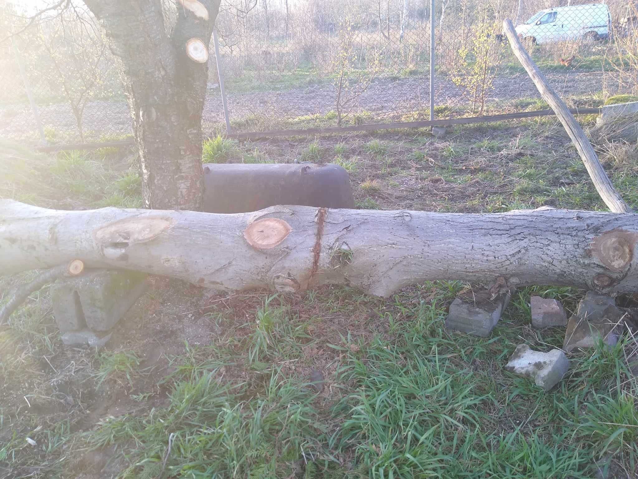 Pień orzecha włoskiego - 4 metry