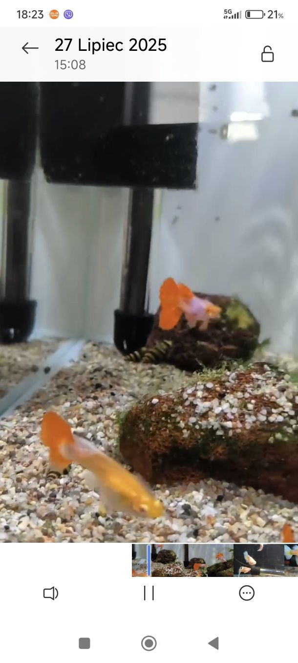 Gupiki albino platinium dumbo