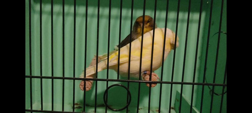 Casal canários Glosters