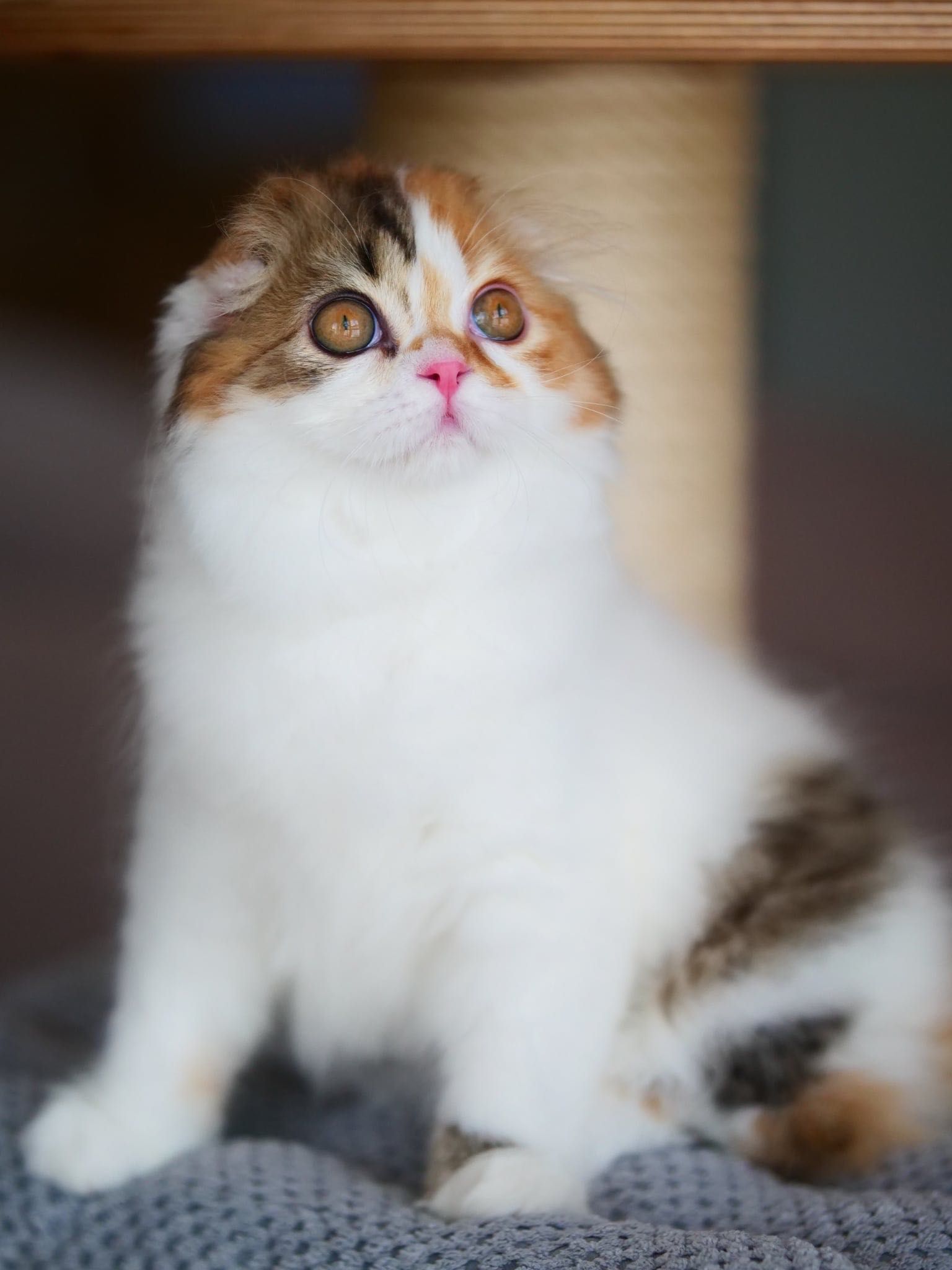 Szkocka zwisłoucha koteczka do odbioru, Scottish fold
