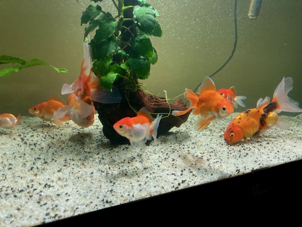 Welony orandy ranchu