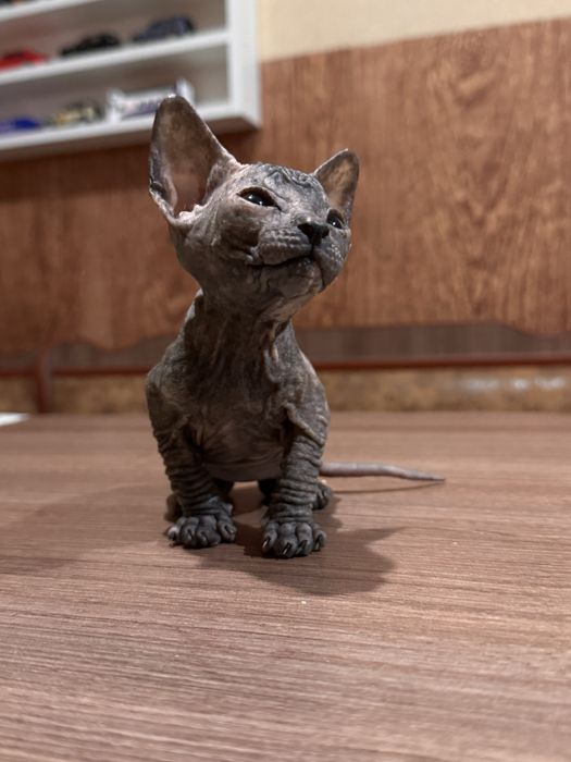 Продаю кішечку канадського сфінкса