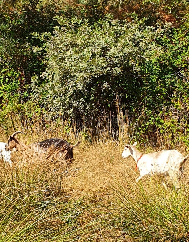 2 cabras e um chibo