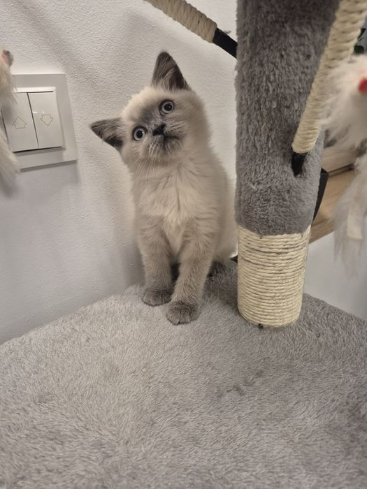 Ostatni Kot Brytyjski FPL point niebieski