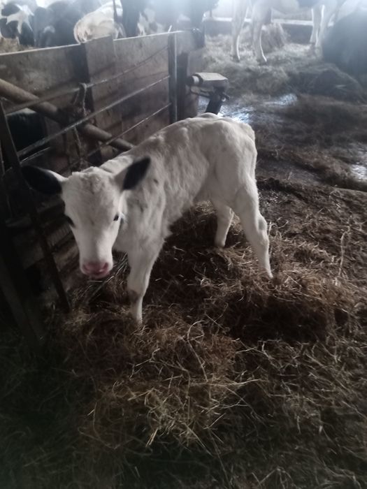 Sprzedam byczki i jałoszki mleczne mieszance bbb i angus