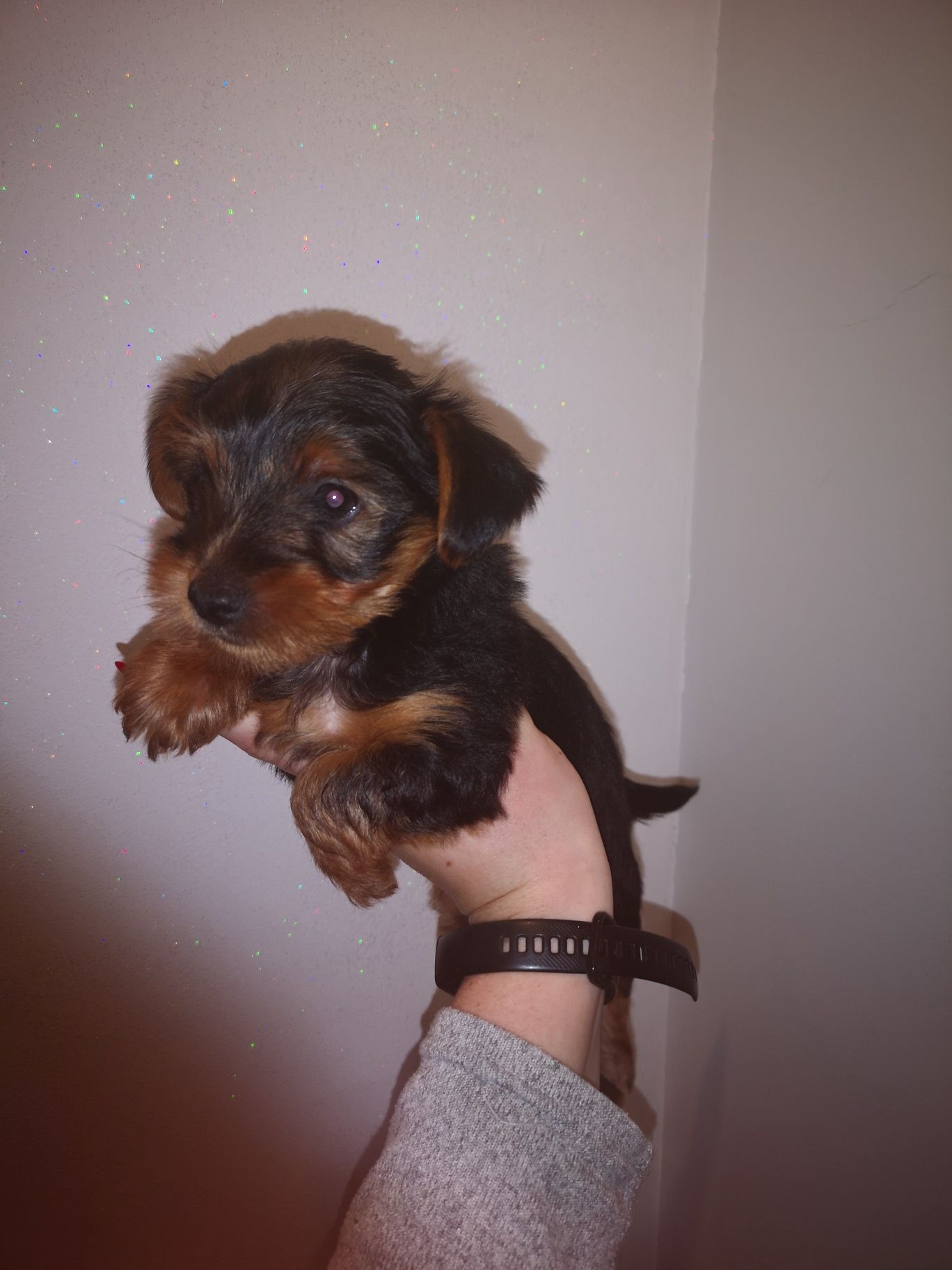 Yorkshire terrier YORK jork  platynowo złoty 8tyg