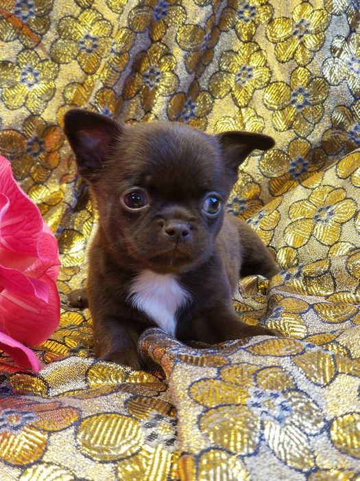 Мальчик чихуахуа чих