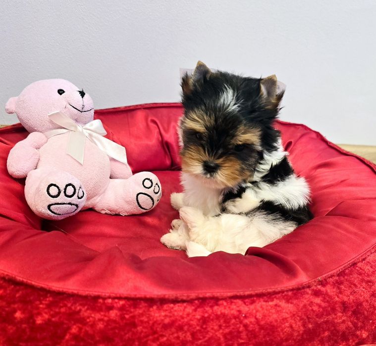Śliczna suczka DO ODBIORU Biewer Yorkshire Terrier Yorki
