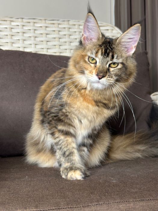 Charlotte-kotka Maine Coon