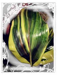 INTERNATIONAL Cordyline Chocolate variegata nie philodendron monstera
