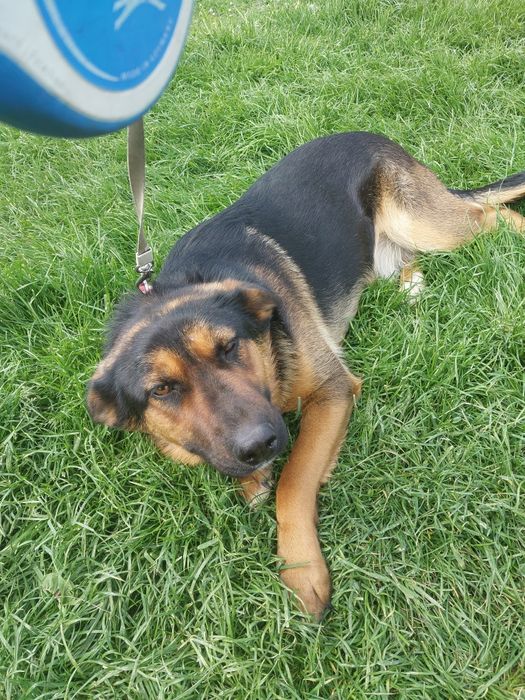 Oddam za darmo ze schroniska młodą  suczke po sterylizacji