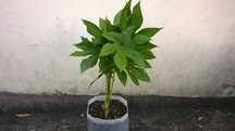Arbusto para jardim