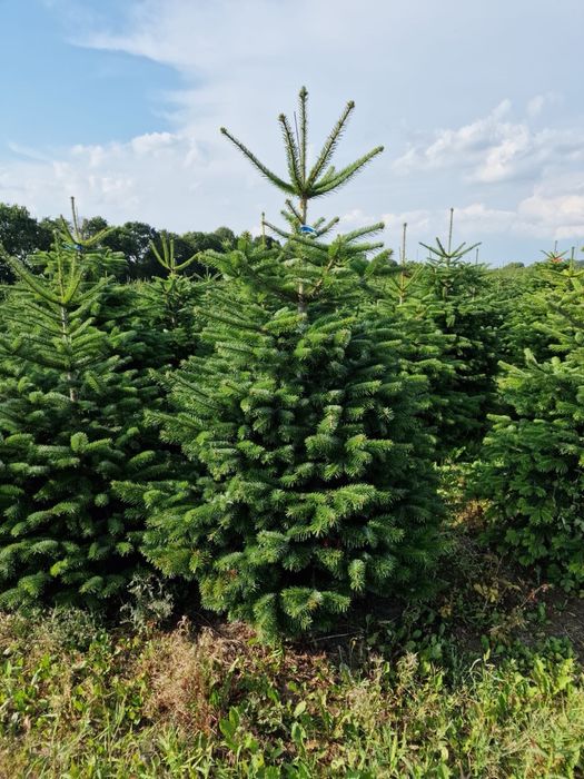 Choinki Świerk Jodła kaukaska z dowozem plantacja choinek