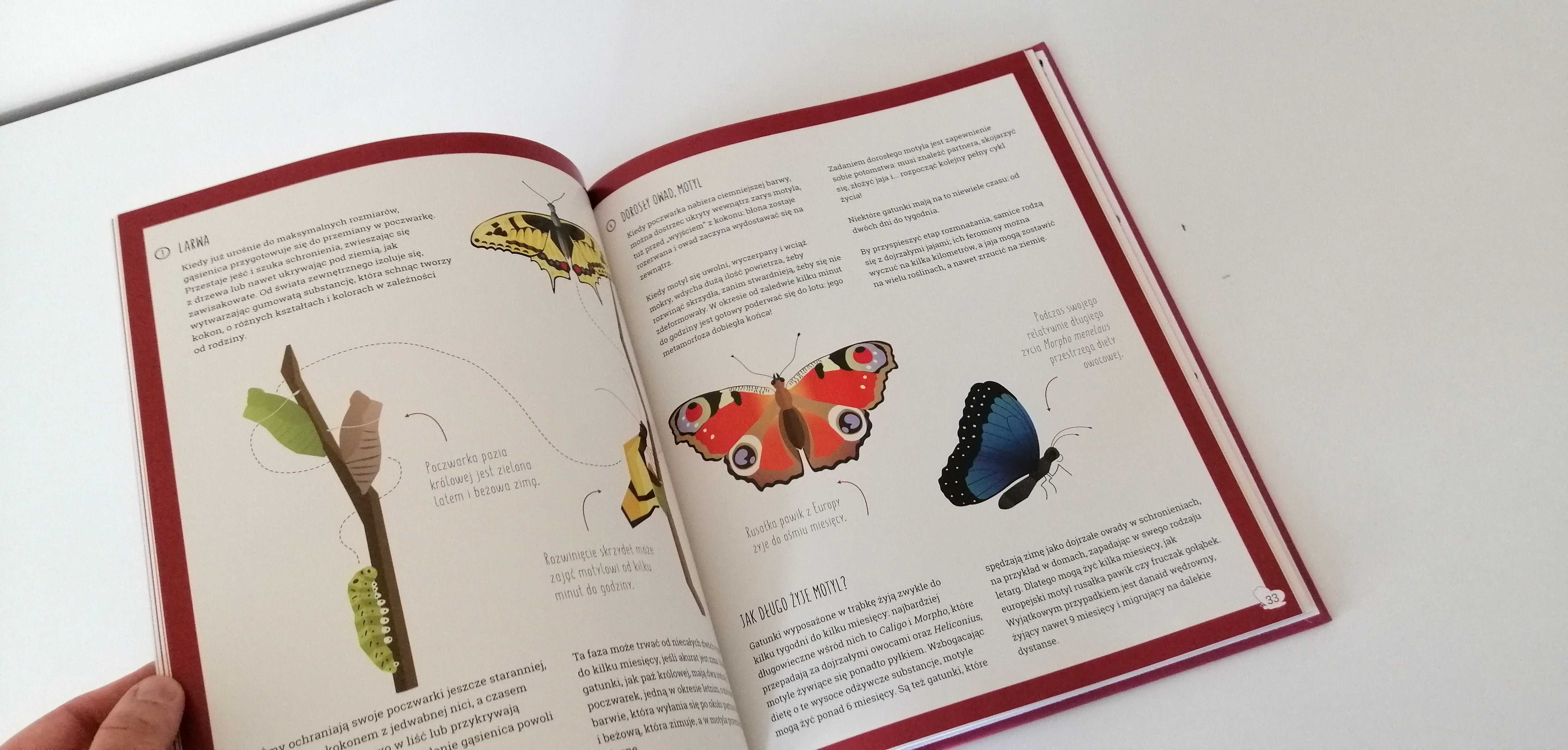 książka przyrodnicza dla dzieci świat motyli o motylach atlas motylki