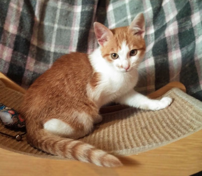 Грайливе  кошеня