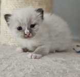 Ragdoll do rezerwacji