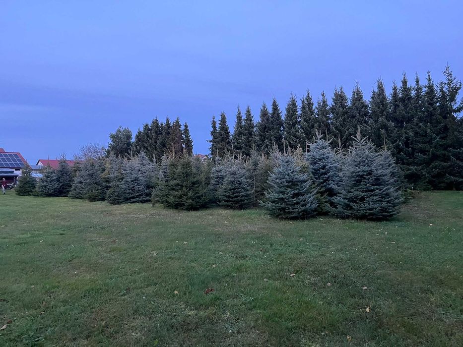 Świerki, choinki z przydomowej plantacji. Hurt