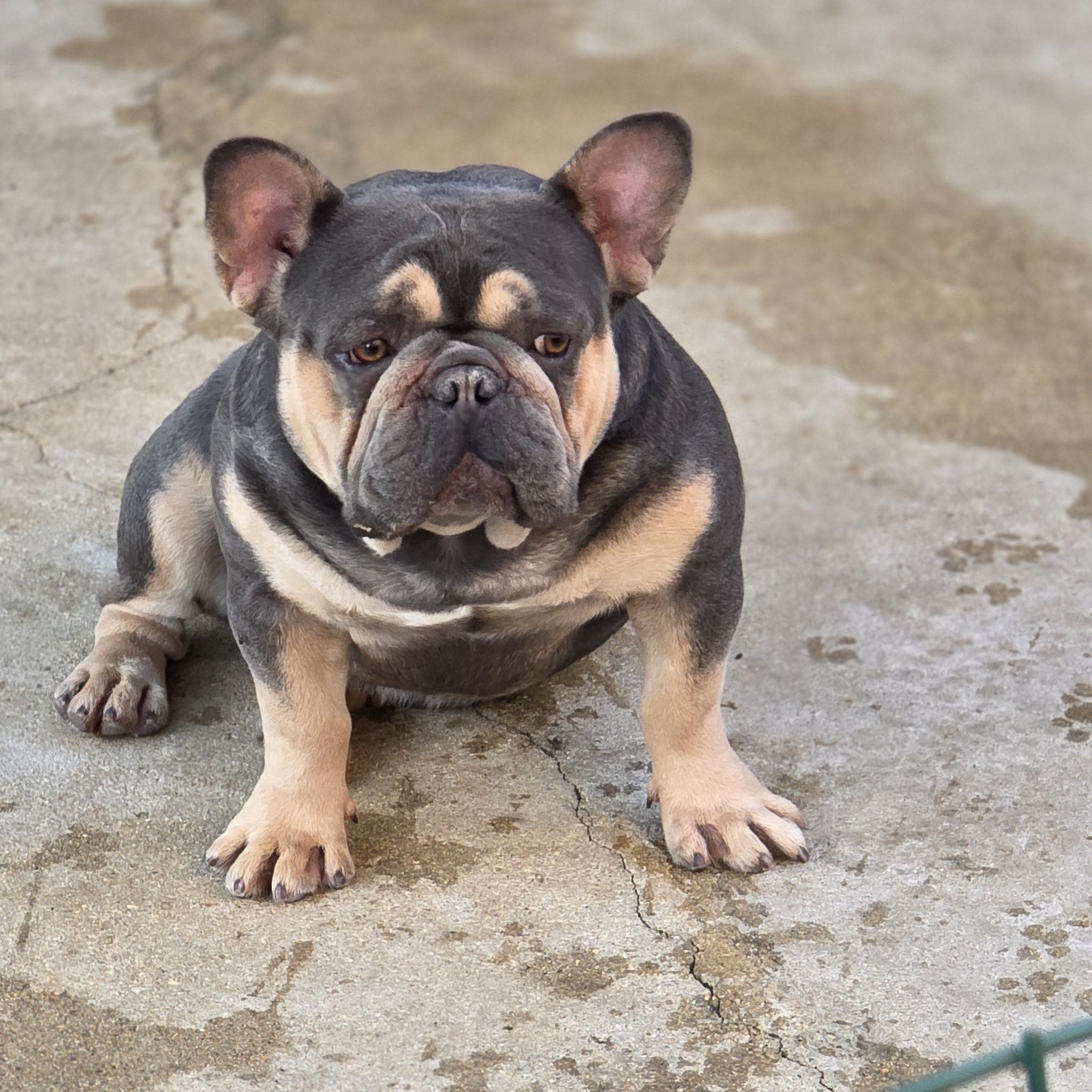 Bulldog francês  lilac and tan para montass