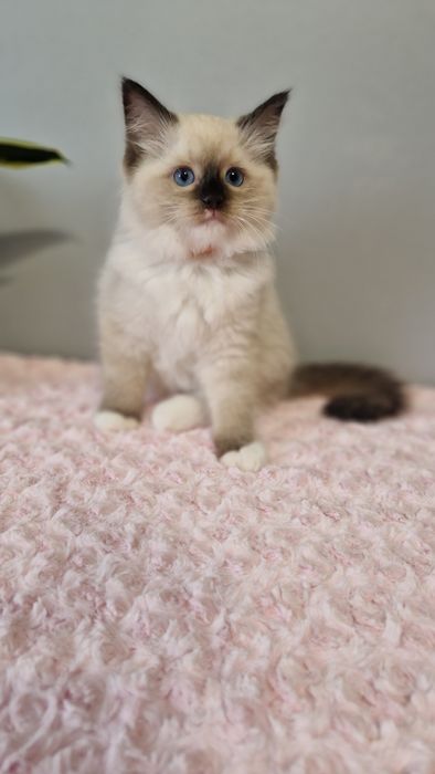 Piękna kotka ragdoll