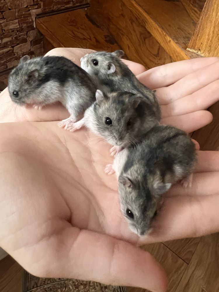 Хомʼячата 1 місяць