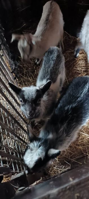 Kozy i koziołki Obrowo