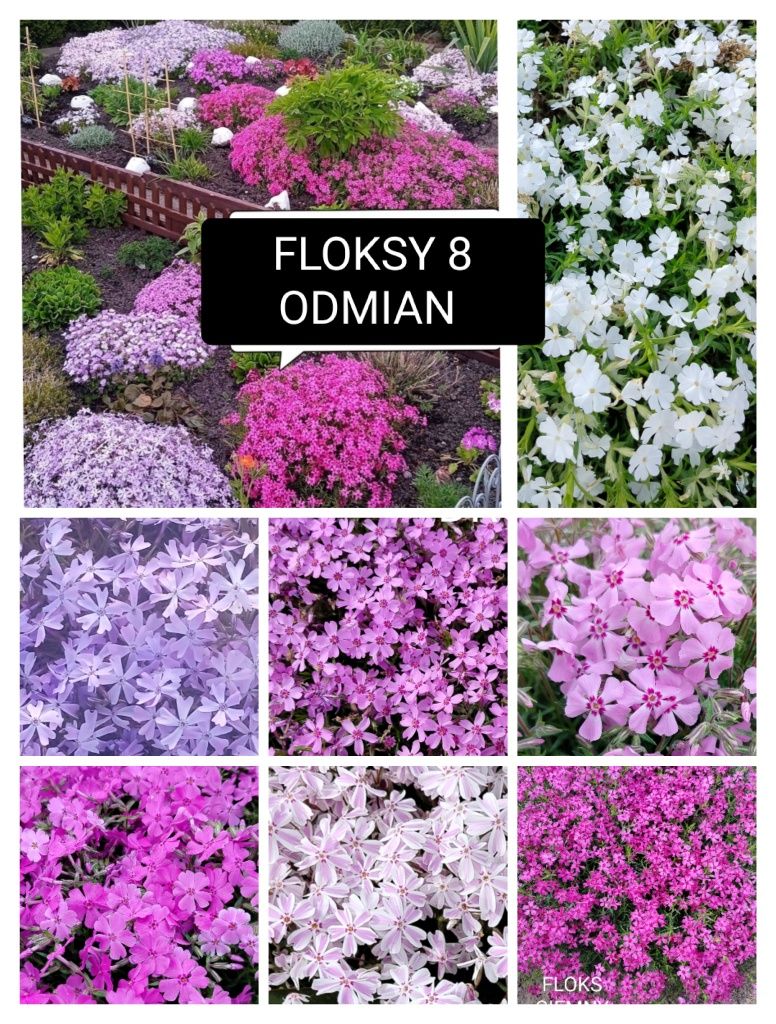Floks szydlasty,byliny wieloletnie
