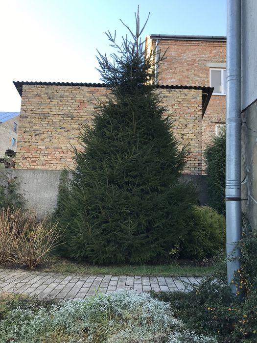 Продам живу ялинку