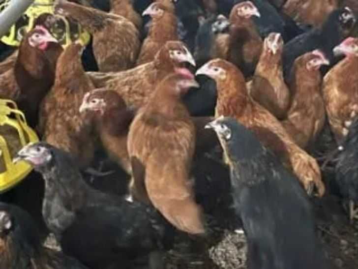 Kury Rosa Leghorn Dominant Lohman Greenshel