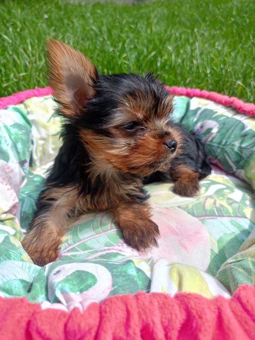 Yorkshire terrier  piesek gotowy do odbioru