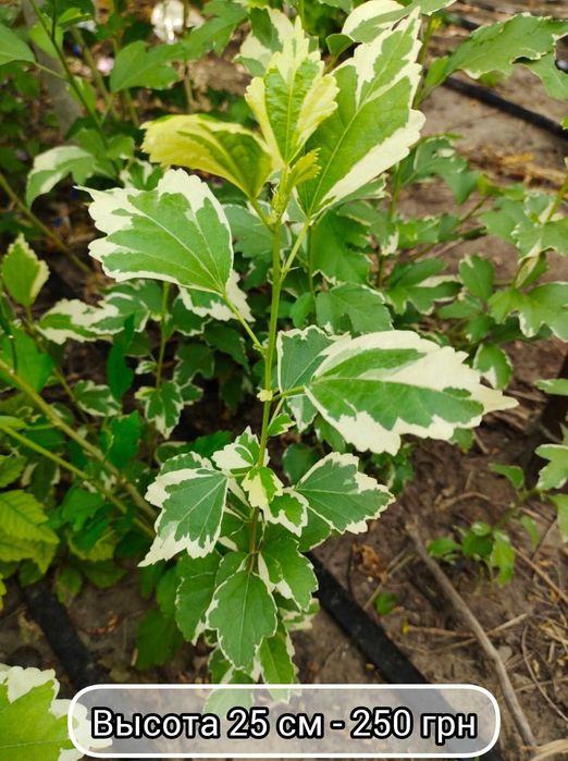 Гибискус древовидный Purpureus Variegatus