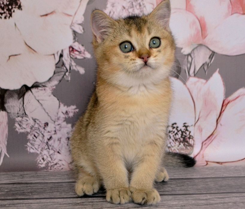 Дітки чудові золоті шиншили