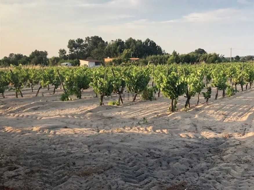 Terreno com vinha e casa de apoio