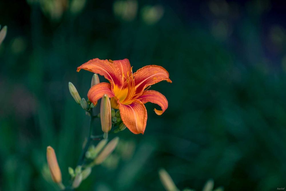 Объектив Carl Zeiss Jena DDR Biometar 2,8/120