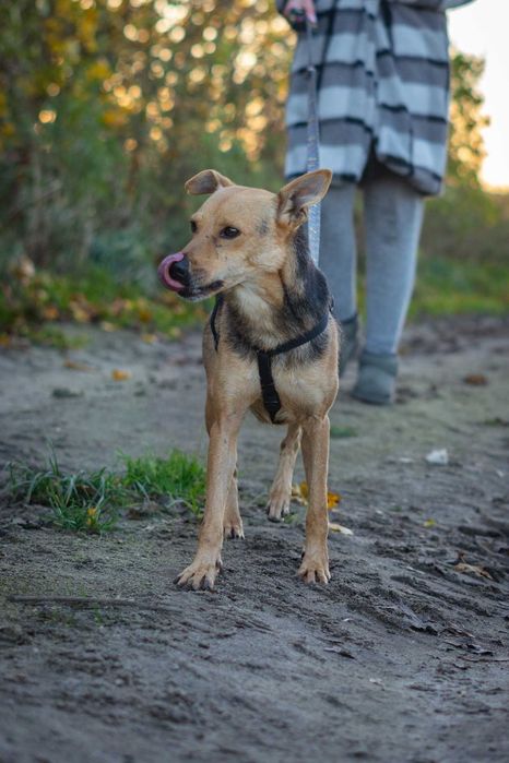 Nieduży przyjazny Boluś szuka domku