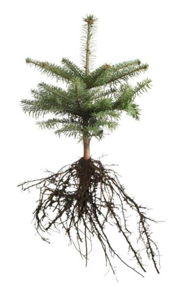 Jodła kaukaska sadzonki 2/2 choinek plantacja