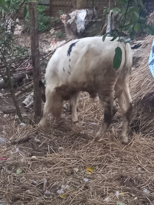 Продам бичка  Яворівський район с.Чернилява