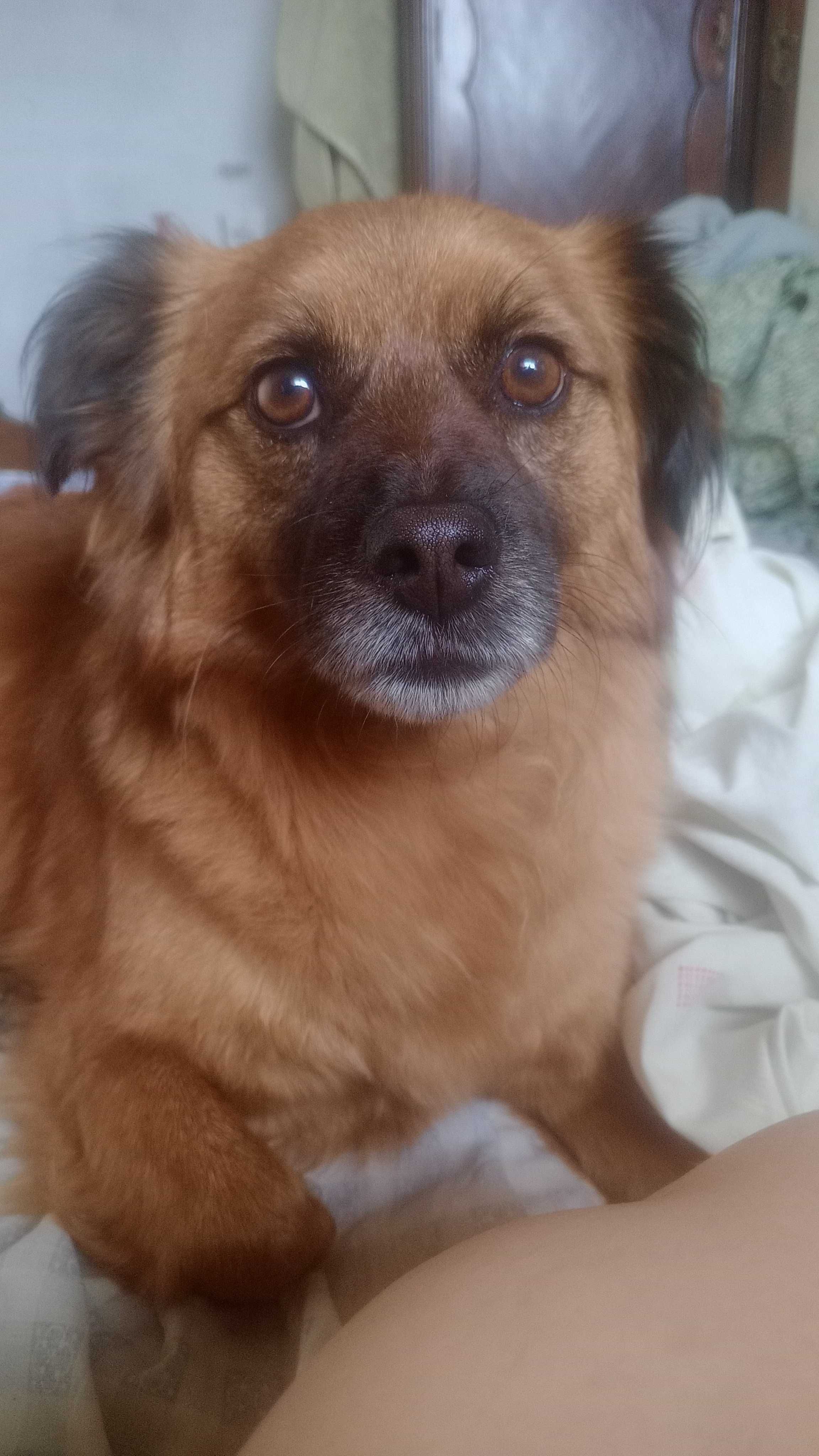 Hospedagem para animais