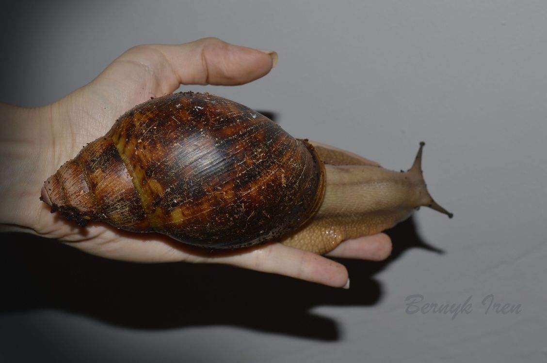 Sprzedam. Archachatina Marginata var.Suturalis