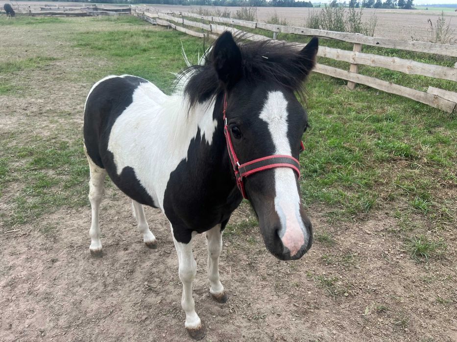 Kucyk ogierek źrebak
