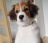 Kooikerhondje Płochacz holenderski FCI - piesek