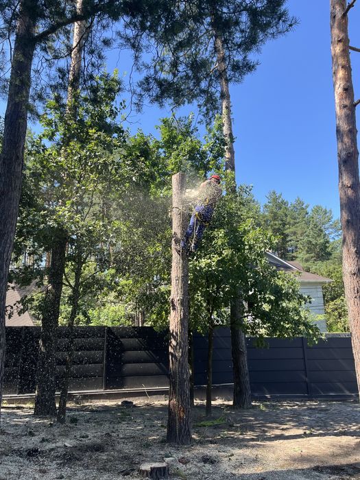 ТЕЛЕФОНУЙТЕ! Зрізання дерев, Кронування, Спил, Валка, Обрізка дерев