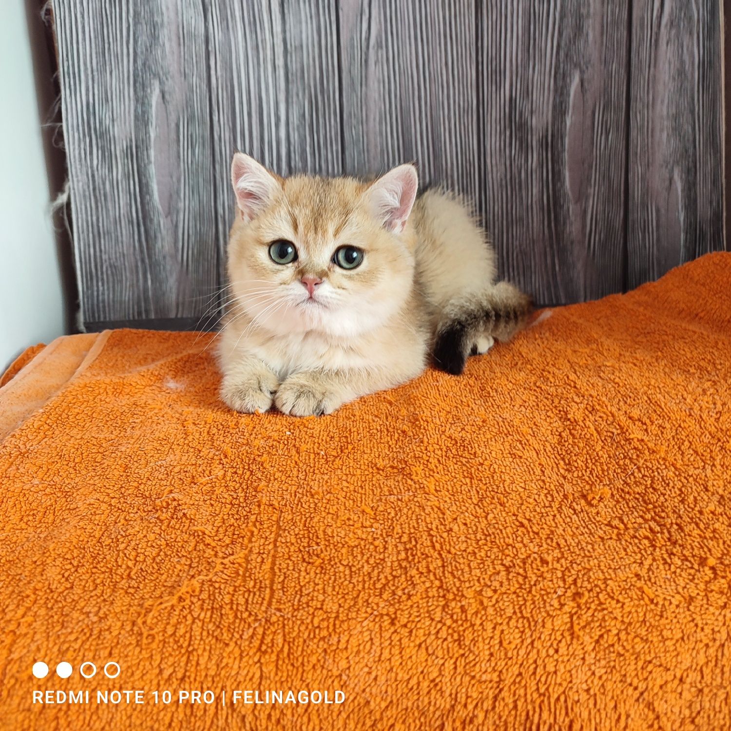 Котик британської золотоі шиншили