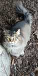 Kocurek Maine Coon