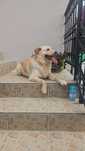 2-letnia sunia do adopcji